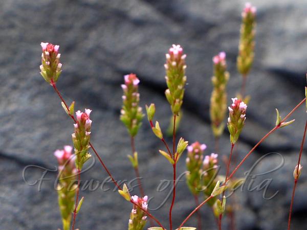 Slender Rotala
